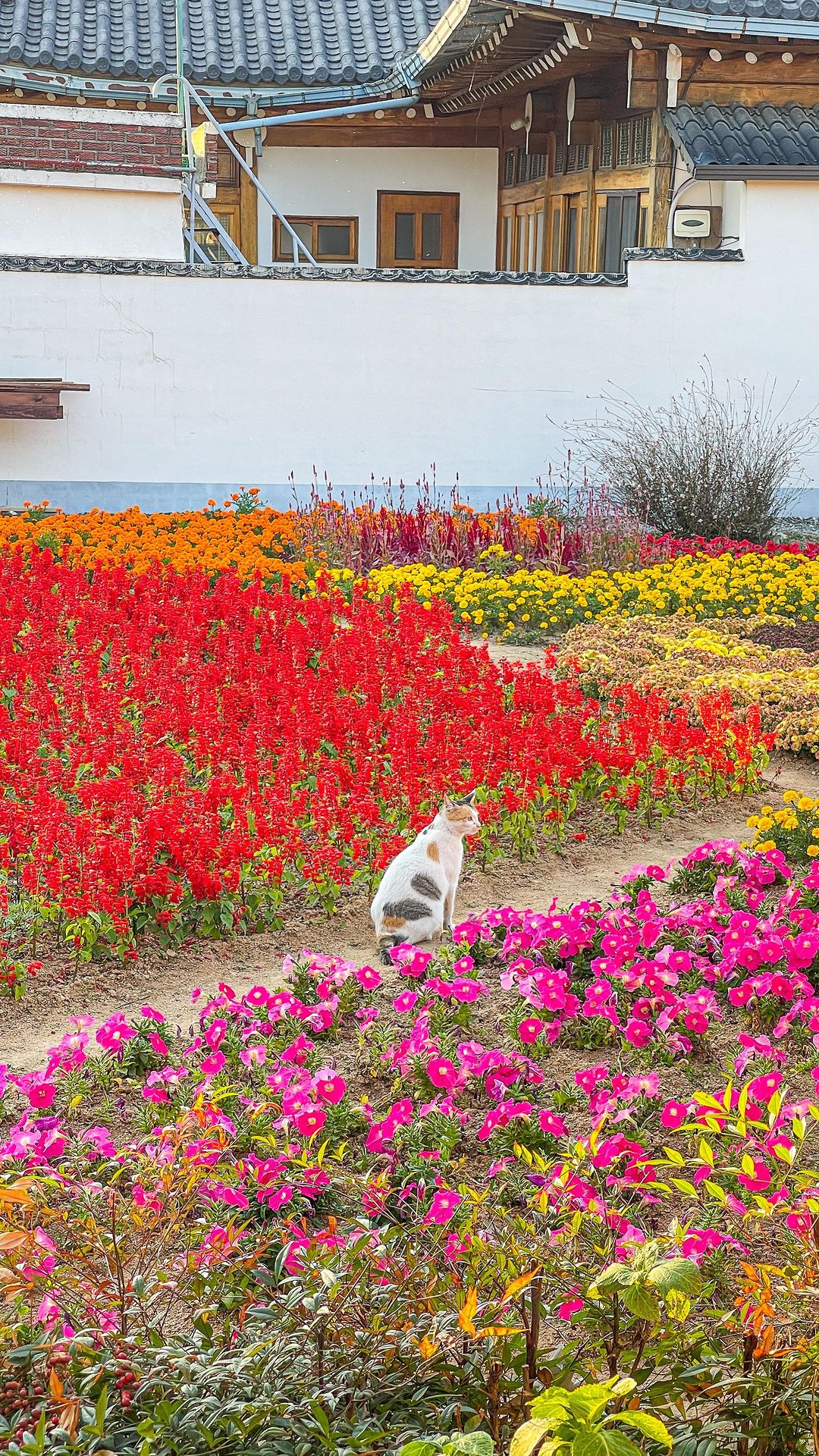 꽃밭이 보이는 경주 카페💐
친절하고 따뜻한 분위기
뷰가 맛있음 ⭐️

📍황리단길 - 마르쉐 (marche)
📍경북 경주시 첨성로81번길 22-7 1층 (22-7 1st floor, Cheomseong-ro 81beon-gil, Gyeongju-si, Gyeongsangbuk-do)

#경주 #마르쉐 #경주카페 #경주꽃밭 #경주핫플 #경주가볼만한 #경주맛집 #경주데이트 #경주여행 #경주데이트코스 #korea #gyeongju #gyeongjutrip #gyeongjutravel #gyeongjucafe #황리단길맛집 #황리단길카페