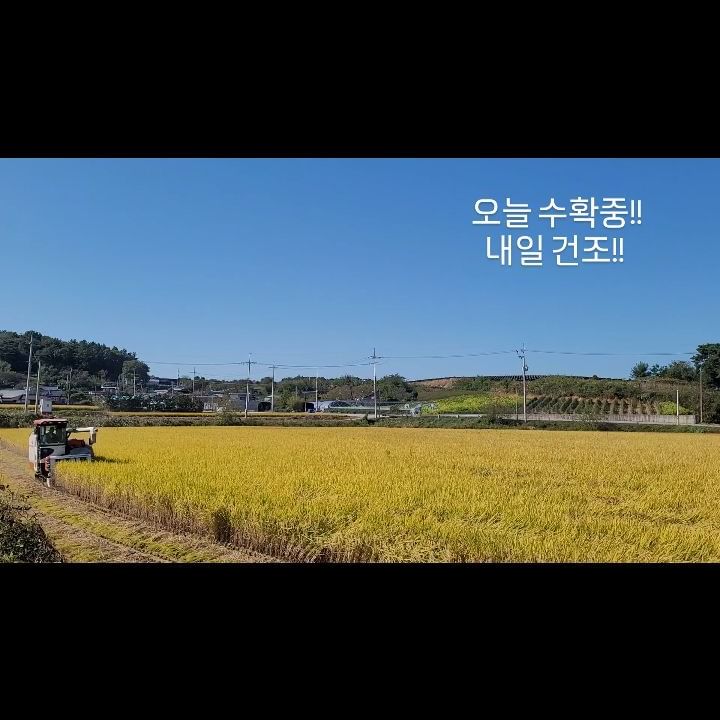 #고창아쿠아팜 #박농부의백미쌀 #2023햅쌀수확현장
올해 농사가 잘 되었네요^^ 
#오늘추수 #내일건조 빠르면 다음주 초 받아보실 수 있어요!
주문은 DM 주세요! 
#20키로쌀 #정미소쌀 #바로배송 얍얍