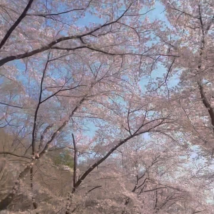 잘가라🌸 2023 벚꽃💕