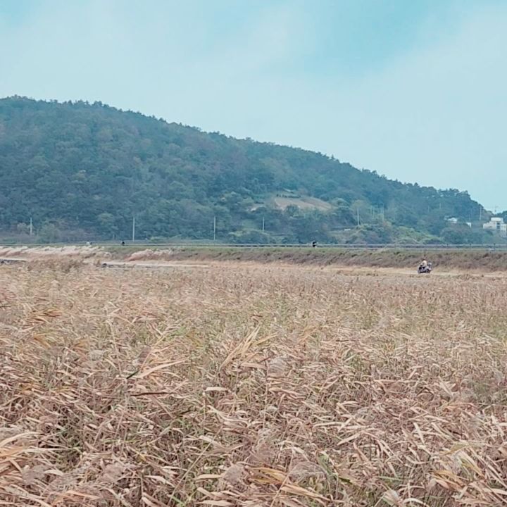 여수 가을여행지 추천코스!
여긴 왜 이제 알았지?!
여수도 찾아보면 이쁜곳이 많구나.
날씨가 좋았으면 더 이쁜 그림을 담을수 있었겠지만 흐리고 돌아오는길엔 비까지 내림 ㅋㅋ
가을 산책코스로 강추!

가사리 생태공원은 드넓은 갈대밭과 일몰뷰가 끝내주는곳으로 유명하다고...
다음번엔 일몰시간에 맞춰 가봐야겠음!
가을바람에 찰랑이는 갈대밭이 장관!
갈대밭 데크길을 지나 가사리 방조제를 지나면 오천마을로가는 해상데크까지 산책하기 정말 좋은 코스.

#여수가사리갈대밭 #여수가사리생태공원 #가사리생태공원 #여수갈대밭 #여수가을여행지 #여수여행 #여수가을여행 #여수일몰명소 #여수일몰