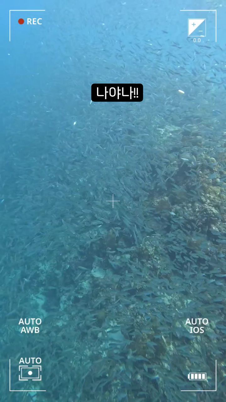 세부에서 다이빙 ㅋㅋ
정어리떼랑 모알보알에서 인생샷 유후..