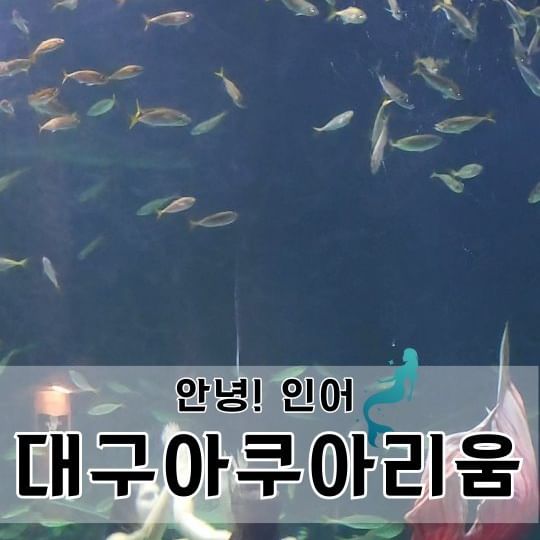 🧜‍♀️ 협찬 [대구아쿠아리움]
⠀
⠀
생태설명회, 먹이주기 등
다양한 체험 프로그램으로 
아이들과 함께하기 좋은
대구아쿠아리움에 다녀왔어요.
다양한 수조와 포토스팟에서
📷 사진도 많이 찍고,
메인 대형 수조에서 
매 시간대마다 운영하는
아름답고 신비로운
'안녕 인어 공연' 도 🧜‍♀️
즐겁게 관람하고 왔답니다🫰
⠀
대구아쿠아리움은
주변에 맛집도 많고
백화점 내에 있어 쇼핑 후 이용하기도
좋아서 가족 나들이 외에도
연인들의 데이트 코스로도
참 좋을 것 같아요👍
⠀
⠀
⠀
⠀
⠀
⠀
🪧대구아쿠아리움
대구 동부 동부로 149 
신세계 백화점 대구점 9F
월화수목- 10:30 ~ 20:00
금토일- 10:30 ~ 20:30
☎️ 053.247.8899
⠀
⠀
⠀
⠀
#대구아쿠아리움 #대구실내관광지 
#대구데이트코스 #안녕인어
#대구데이트 #대구실내데이트 #대구여행 
#대구신세계백화점 #대구가볼만한곳 
#대구실내 #대구커플 #대구커플여행 
#인어공주 #포포몬 #인스타체험단
#대구아이와가볼만한곳 #대구여행지