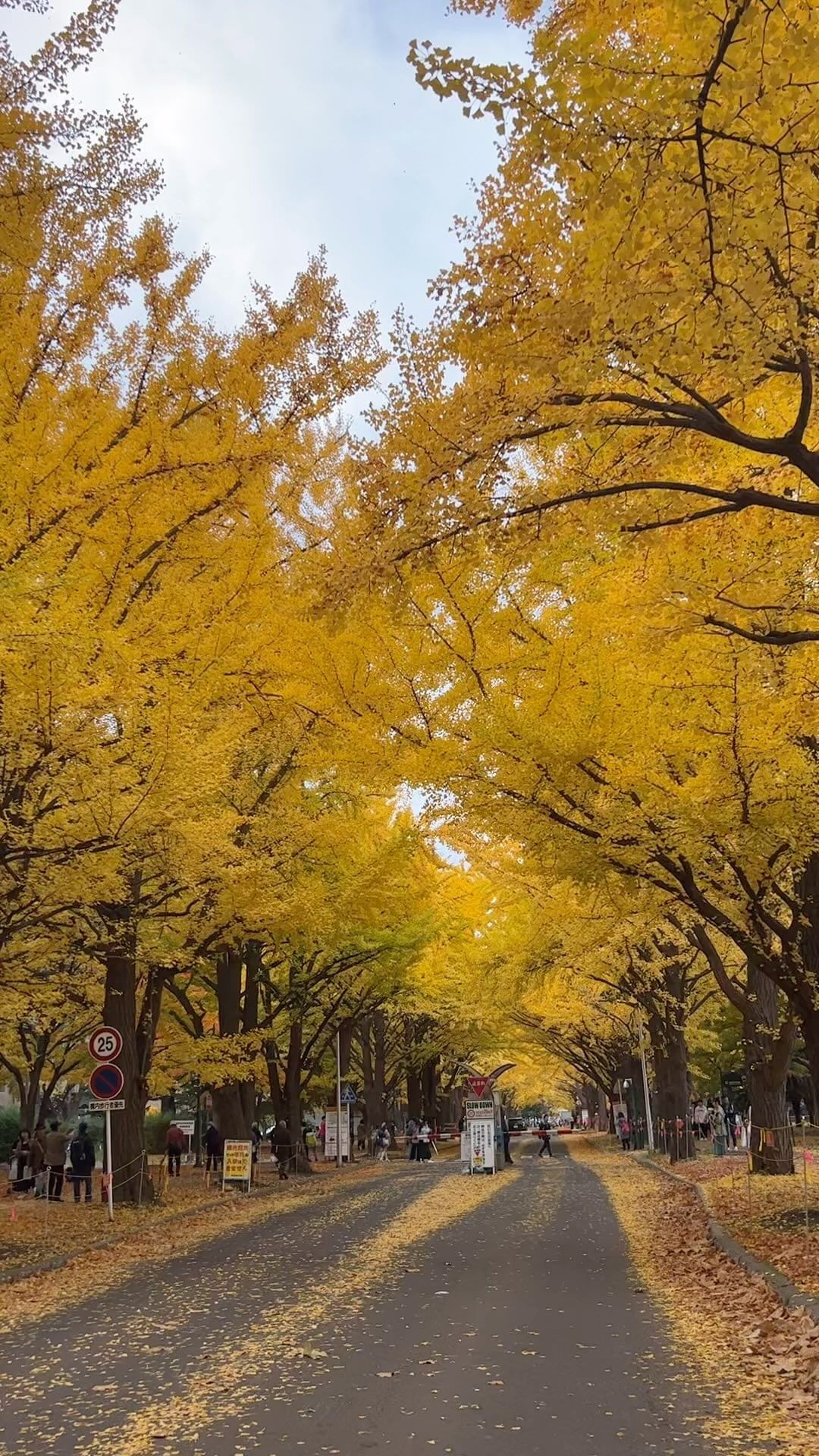 훗카이도의 가을🍁🍂🤎

#가을 #단풍 #훗카이도 #일본 #여행