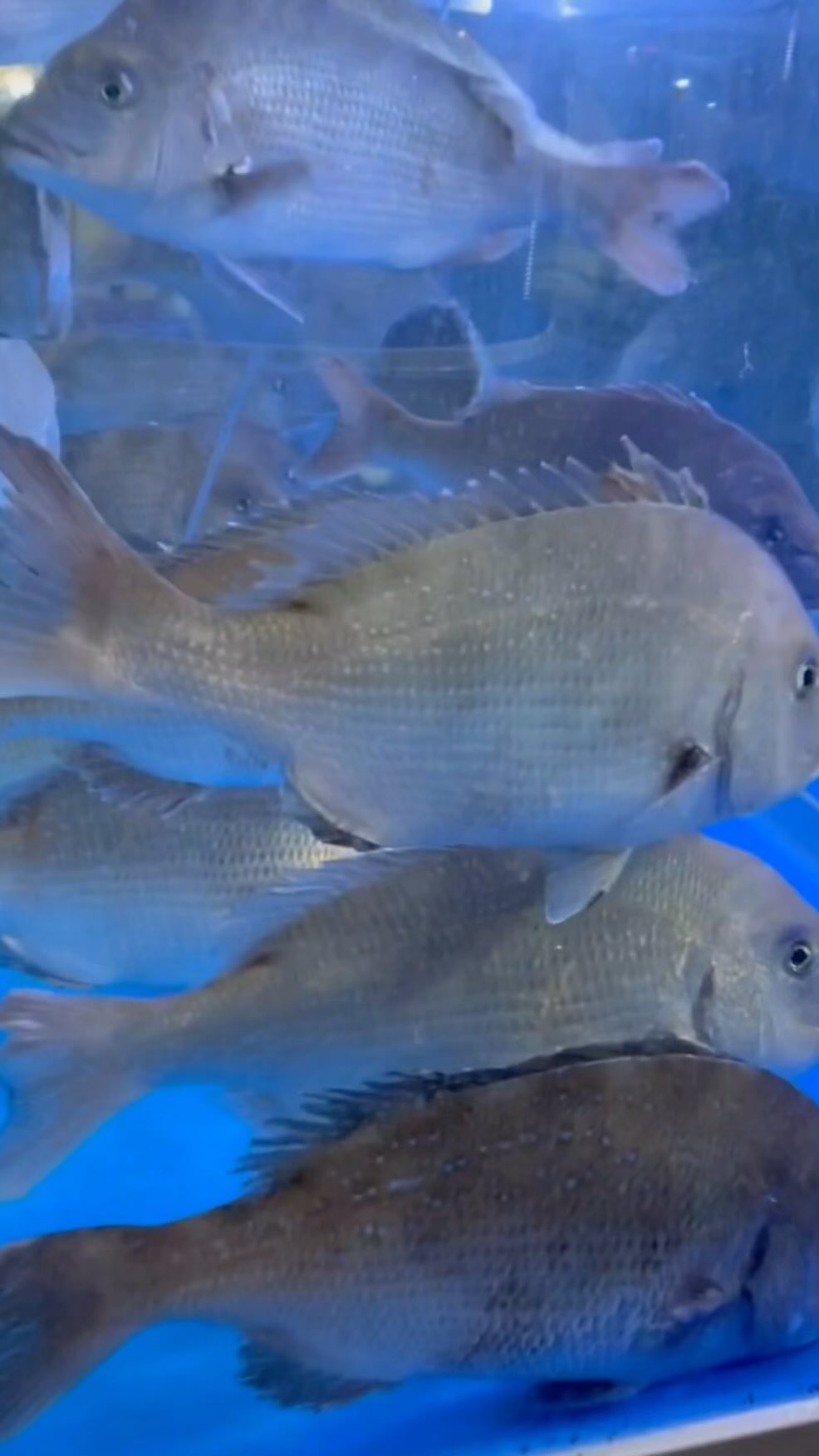 안녕하세요, 저는 이 세계 물고기 담당입니다…🐟