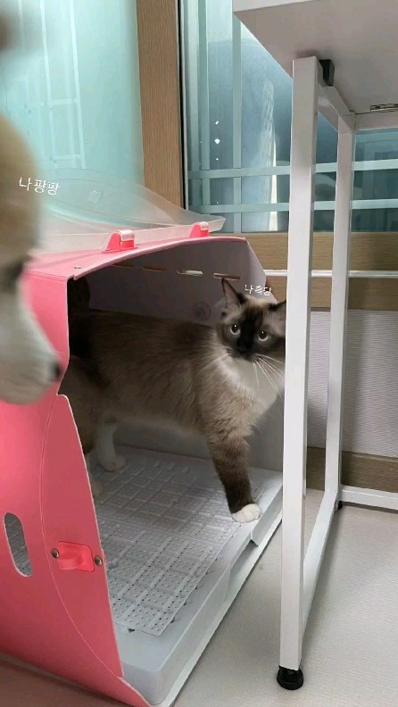강아지 고양이 조합 넘 기여워서 안올릴수가 없어따.
인스타그램 체고. 자동으로 해주는거 넘 조타
#강아지 #고양이