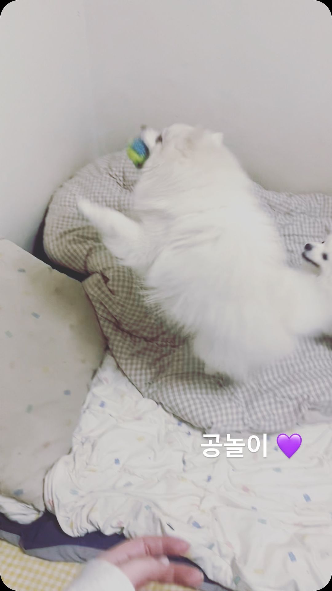 콘텐츠