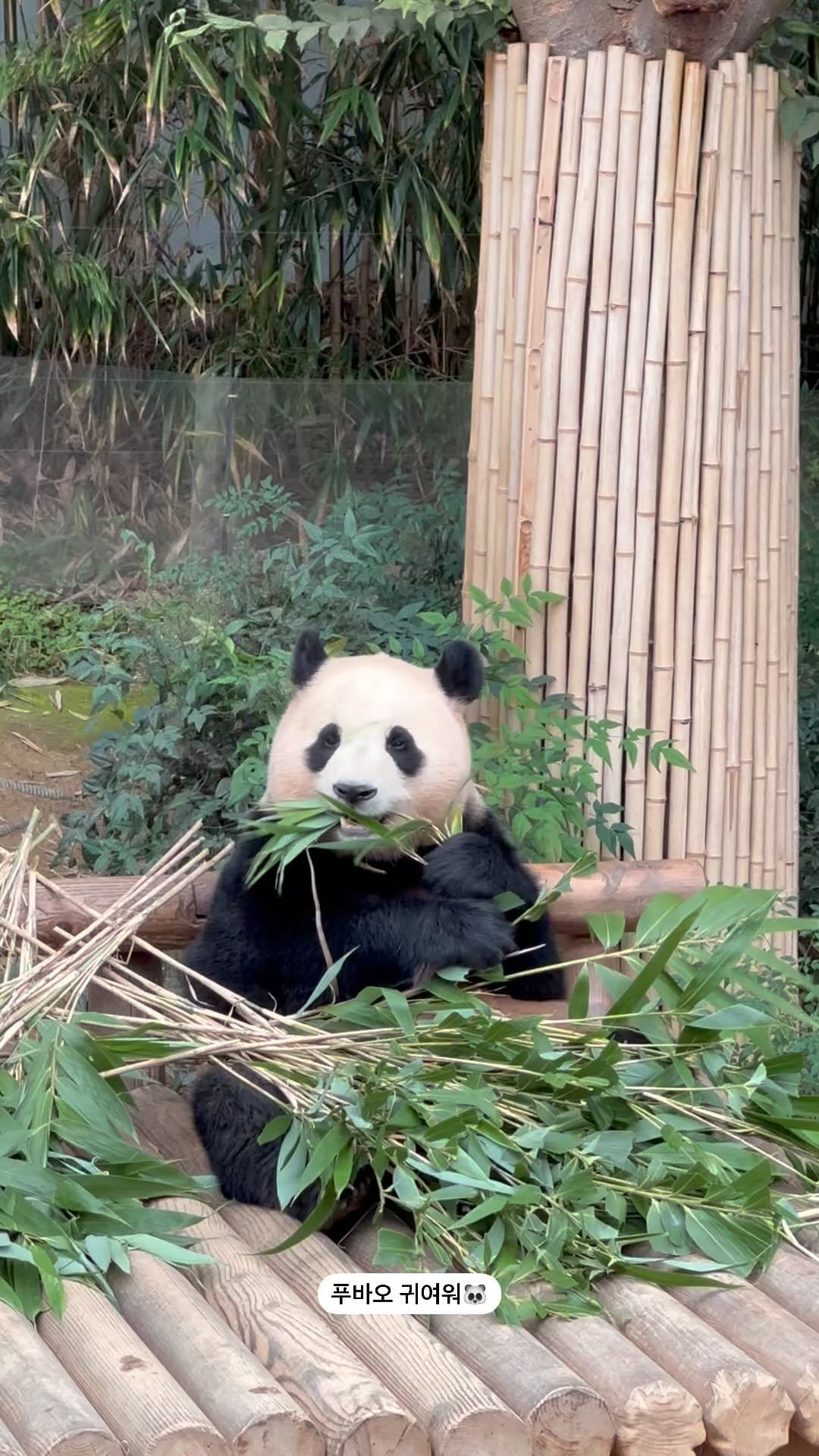 콘텐츠