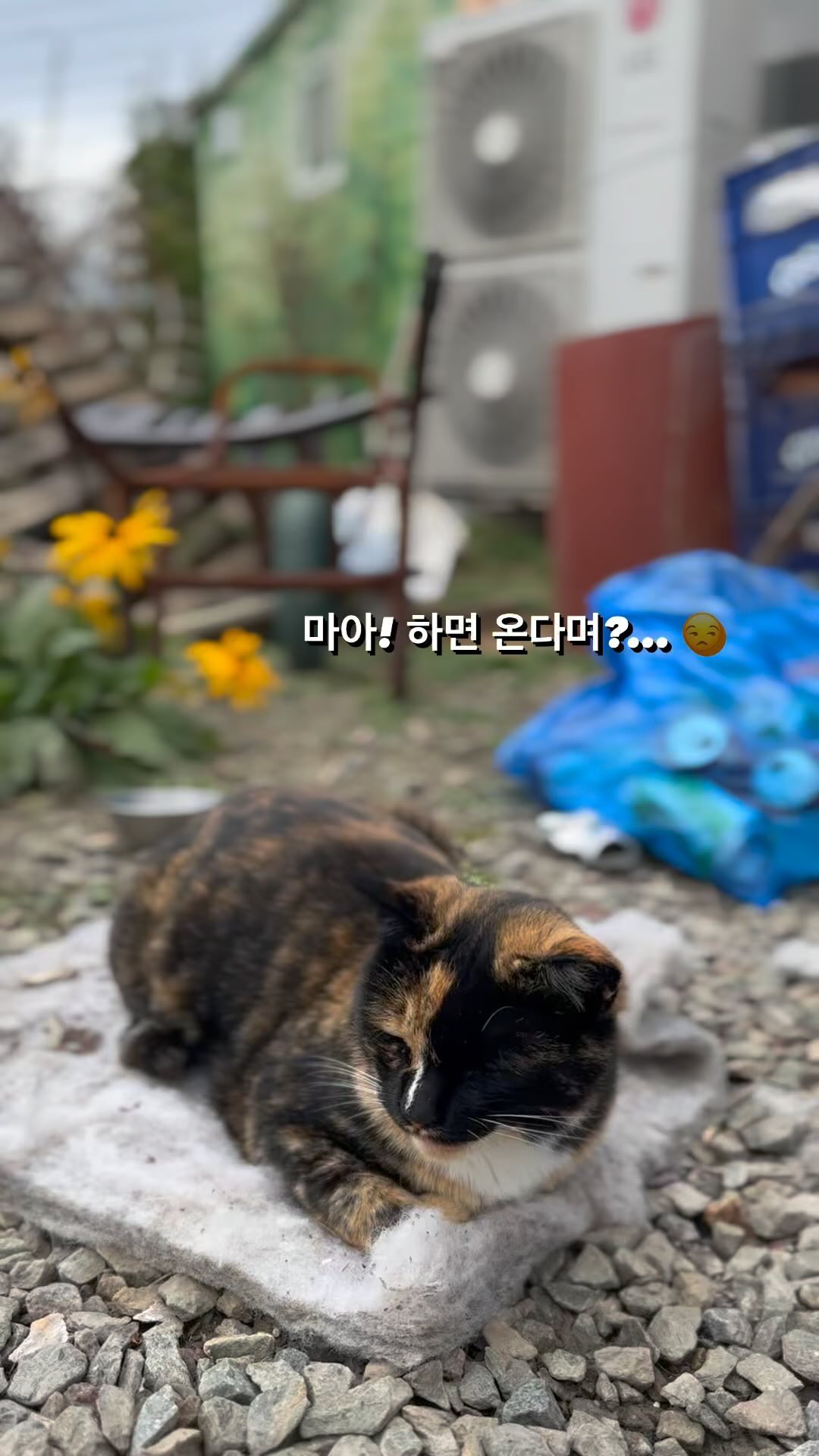 웨않와,,,? 😔

#마아 #고양이부르는소리 #고양이귀여워 #냥무시 #투명인간취급 #maah #maahfailed
