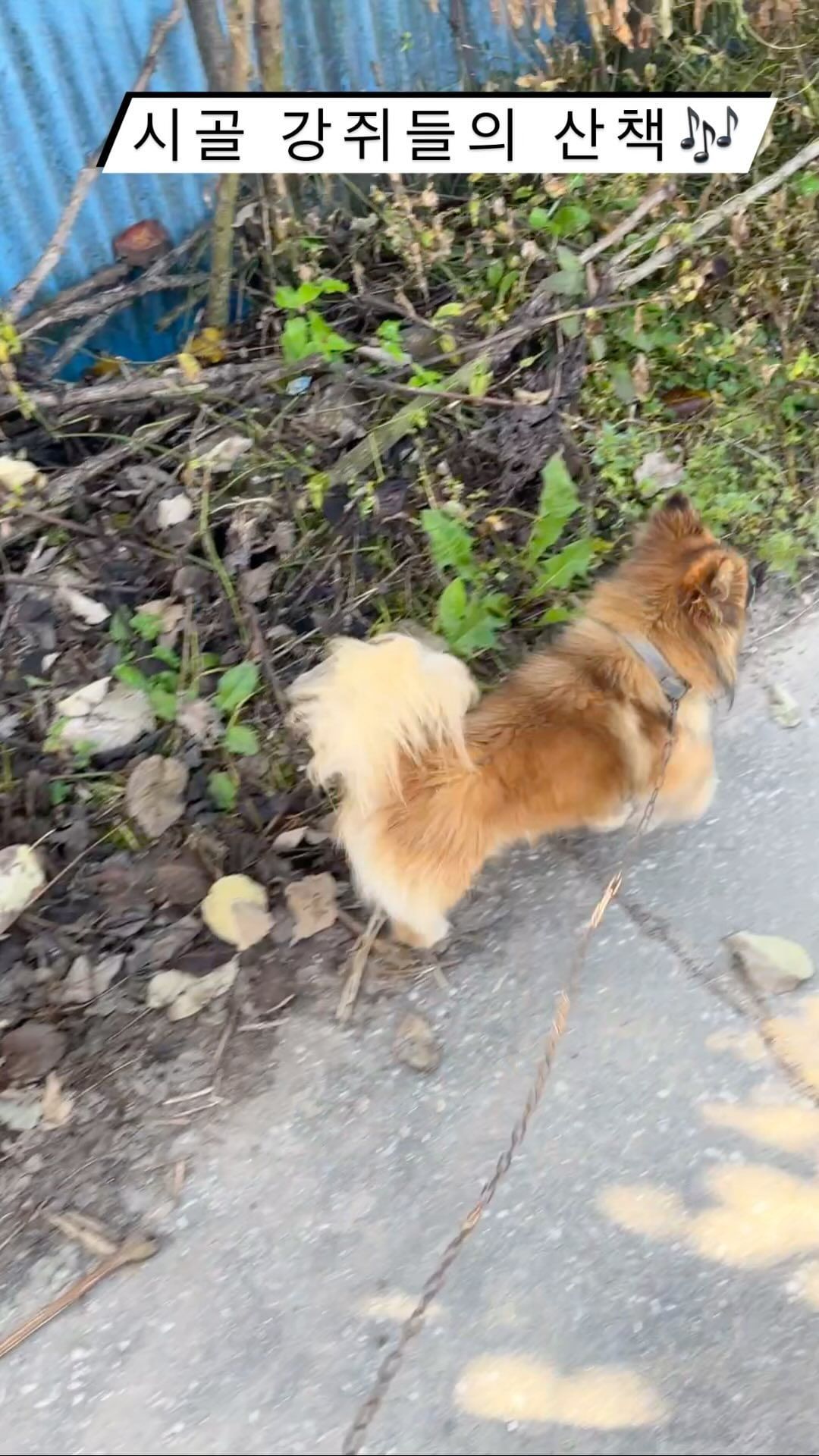한번도 산책 못했던 시골 강쥐들 신책시키기❤️