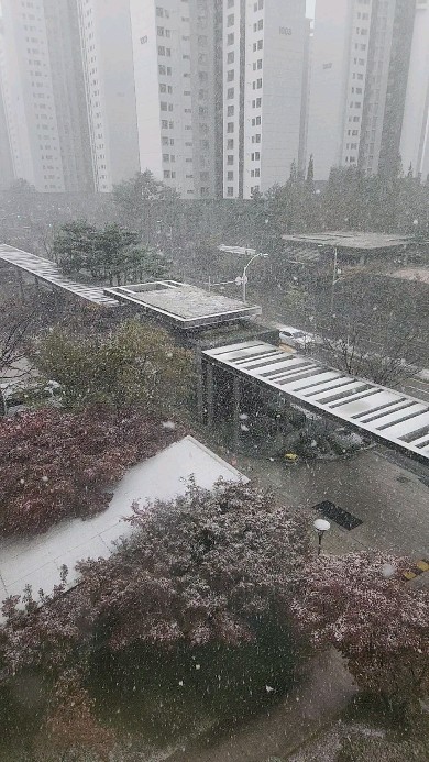 2024 올해 첫눈❄️
금요일 오전 레슨 끝나고 나오니 펑펑 쏟아지는 눈이
괜히 기분 좋게 해주네. 
운전할 생각하면 싫지만 그냥 바라보는건 좋아⛄️🤍