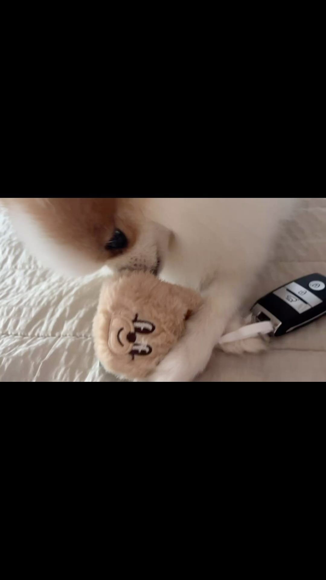 ⠀
이거 나주면안될까? 부비적
⠀
#강아지그램 #강아지릴스 #강아지스타그램