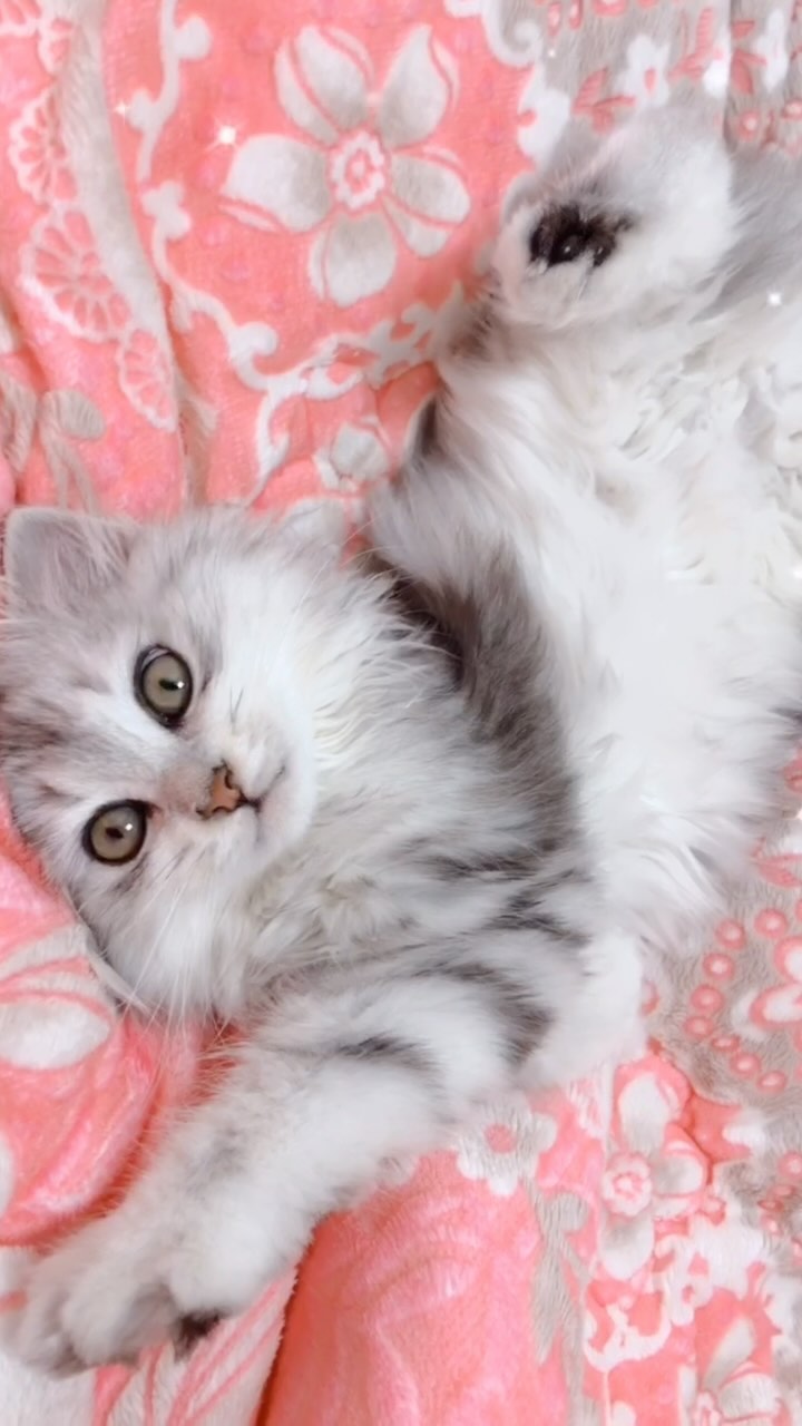 나의 자취생활 시작부터 함께한 우리집 첫째고양이
체리의 아가 시절(냥생 2개월차)👼🐾
너무 작고 소중해서 제대로 만지지도 못했던...🎀
처음이라 많이 서툴렀지만 사랑한다는 말을 가장 많이 들려주었지
엄마 닮았는지 까탈스럽고 손도 많이 가는 아이지만😅
별탈없이 건강하게 잘 자라줘서 고맙고 엄마가 많이 많이 사랑해💕💕💕