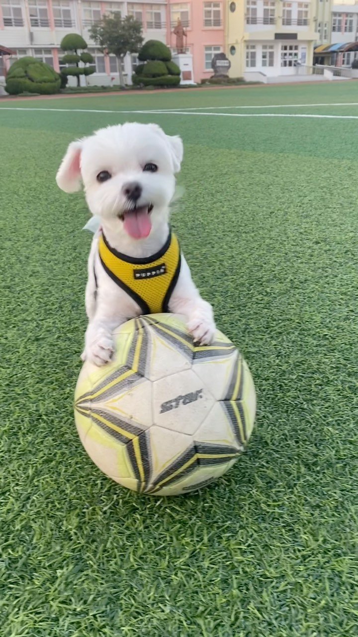 축구천재 하늘아 정체가 뭐야 ㅋㅋㅋ 골까지 넣음!!!!

#슛돌이#축구왕#강아지축구선수#강아지