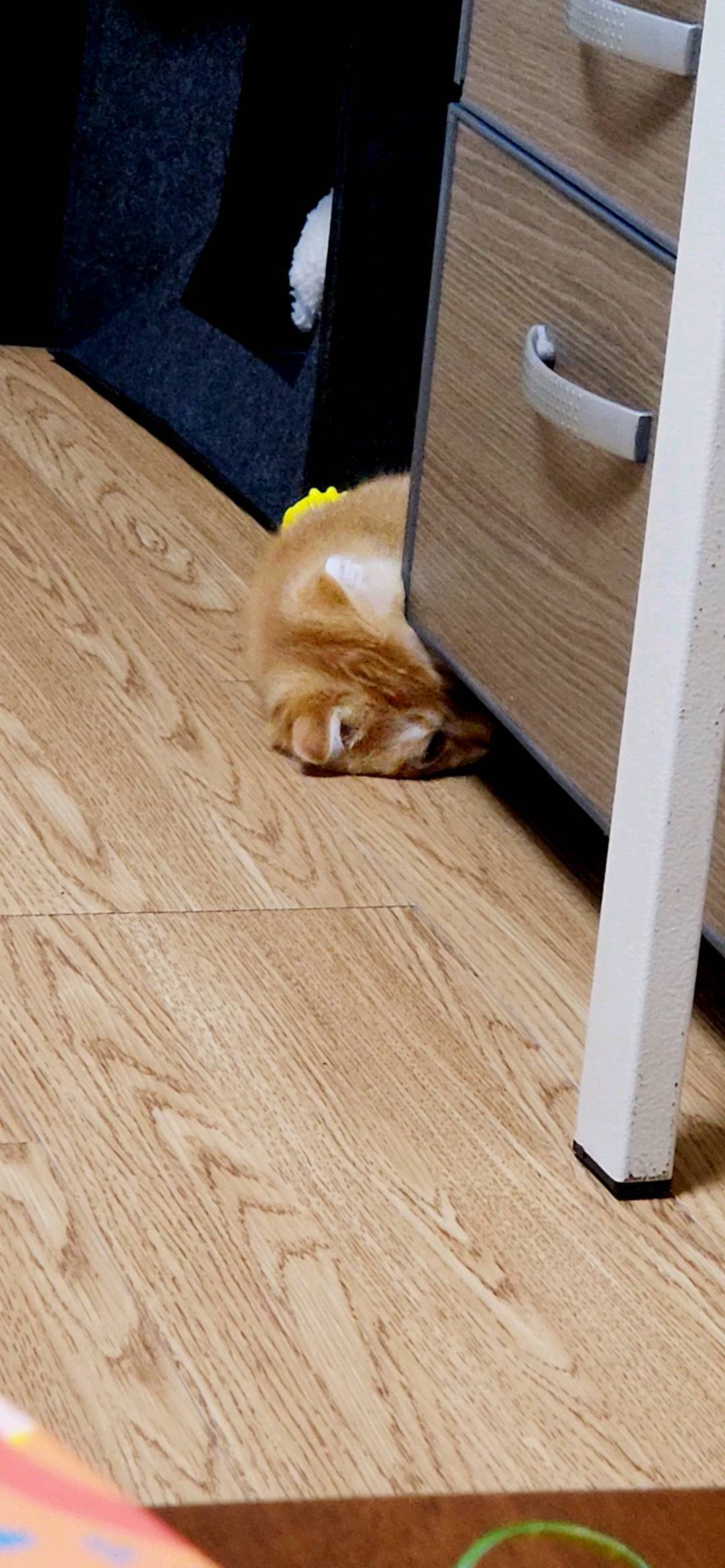 남이씨...^^;;;;,,,

#우리집 새식구