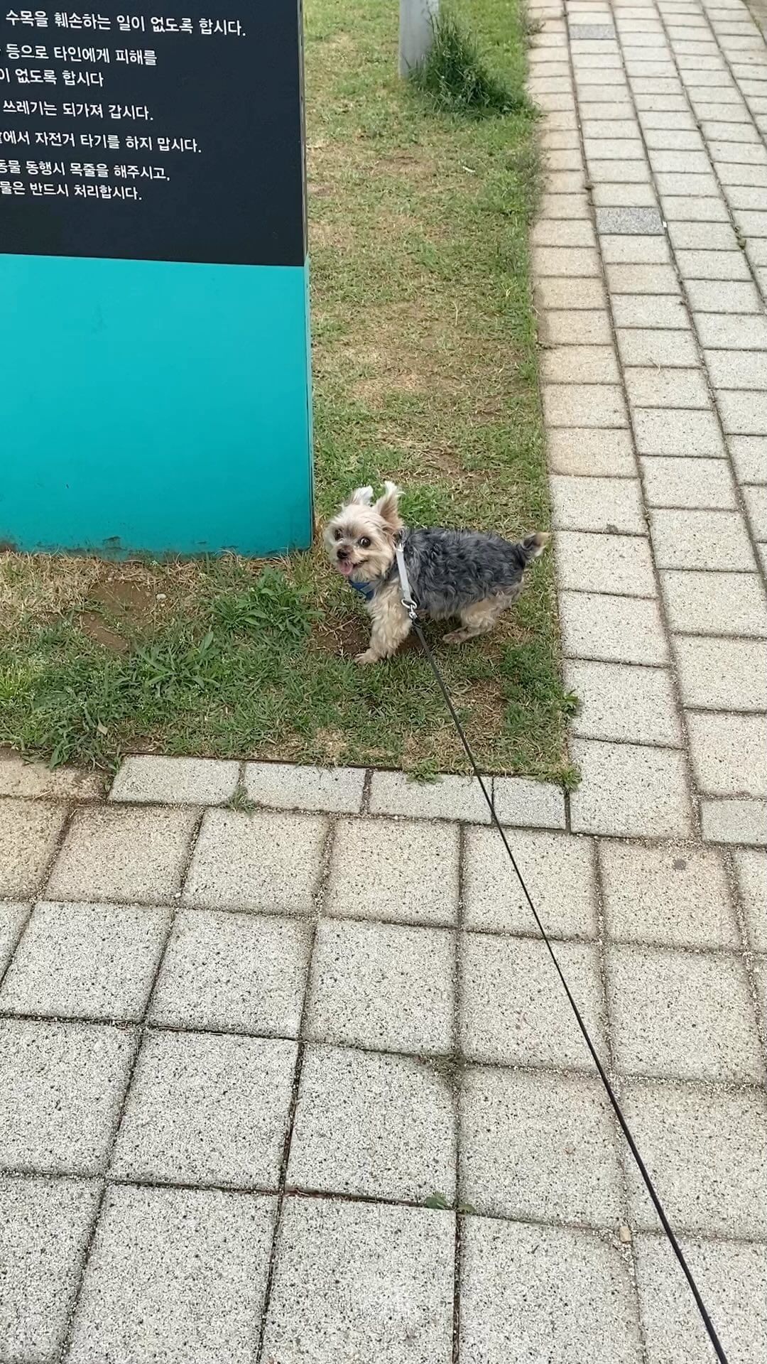 콘텐츠