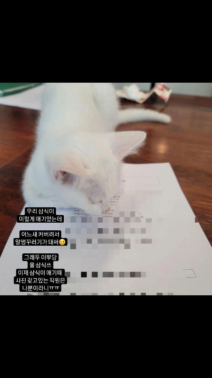 삼식이 고양이