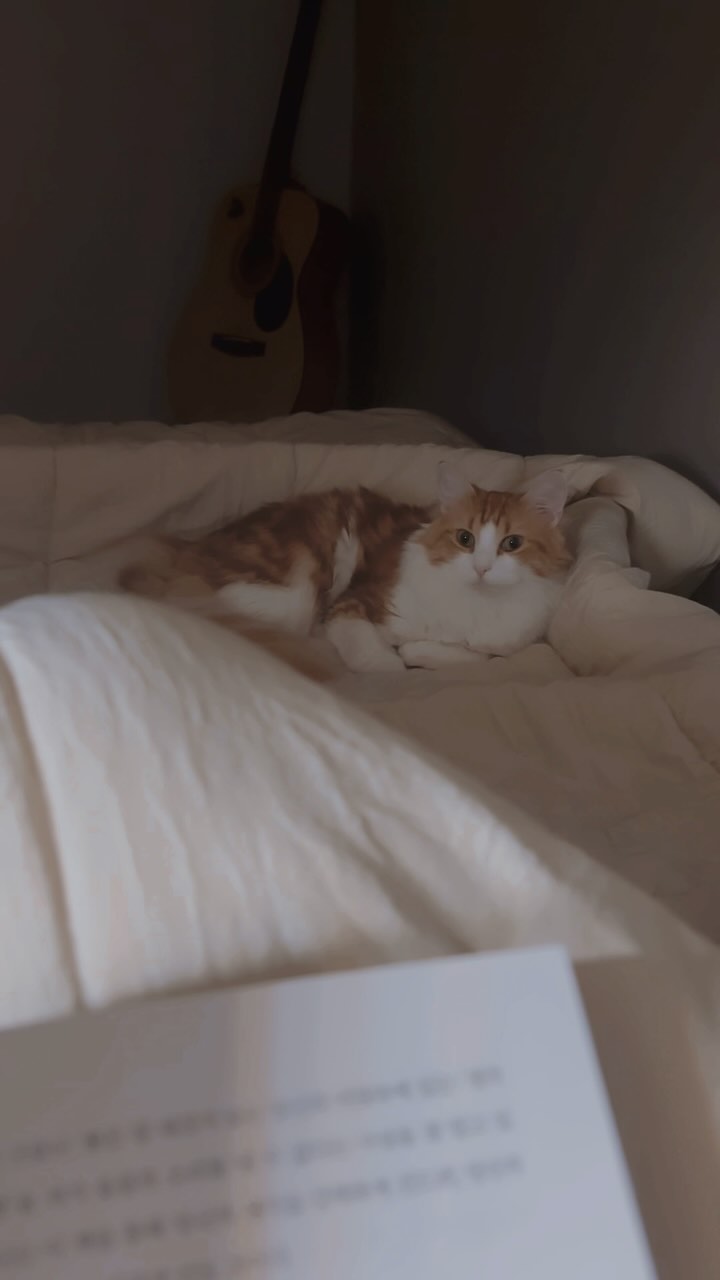 같이 잠들고 같이 일어나는
요즘의 일상 💗

추워지니 이불 속은 더욱 천국이지 🌝✨

🐱
#책과고양이
#반려묘 와 #집사
@manjoo_nor
.
.
.
.
.
#노르웨이숲고양이 #놀숲 #고양이 #동거묘 #귀여움 🥹