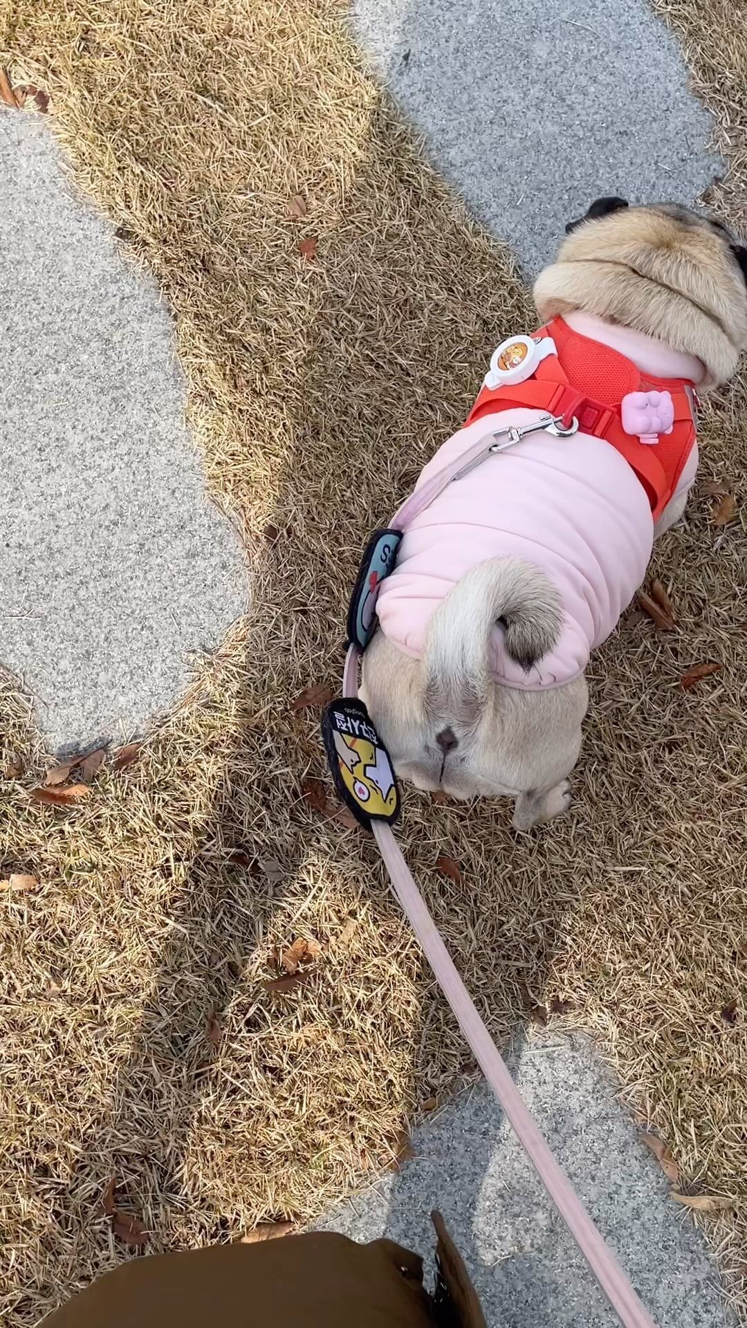 #귀염뽀짝_댕댕이 #내강아지❣️ #봄이산책 #강아지산책 #강아지일상 #20231129 #산책완료🐾 #강아지그램
.
.
.
.
강아지야 내 강아지야! 서늘해지기전에 즐겁게 산책하자🫰