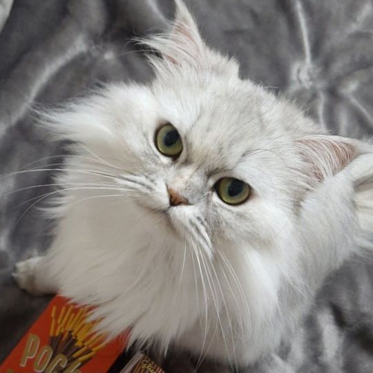 스즈메 문단속 잘하라냐옹 🐱
#스즈메의문단속 #다이진 #스즈메 #문단속 #cat
#catstagram
