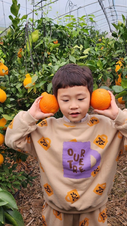 경기도에서 만나는 제주도 🍊

당일 체험 예약이 가능한 한라봉농장
한라봉은 아직 덜 익어서
천혜향 따기체험으로 진행했어요 ><

직접 고른 천혜향을 가위로 똑 따보고
체험하는 중간에 시식도 가능해요 👌

#한라봉체험농장#천혜향체험#경기도아이랑가볼만한곳