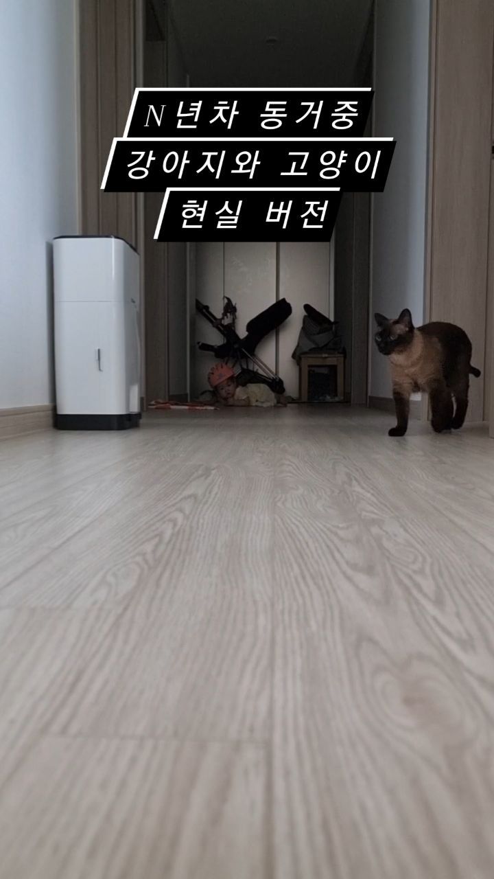N년차 동거중인 강아지와 고양이
인스타 보면 다른집 멍이 냥이는
세상 친하고 서로 예뻐 죽던데
우리집 개보리 후추는 n년차 내외중🫢
이와중에 아기 빼꼼👶

#친해지길바라
#강아지와고양이
#dogandcat 
#개보리#우리집후추
#강아지 #고양이 #사지말고입양하세요 🥨