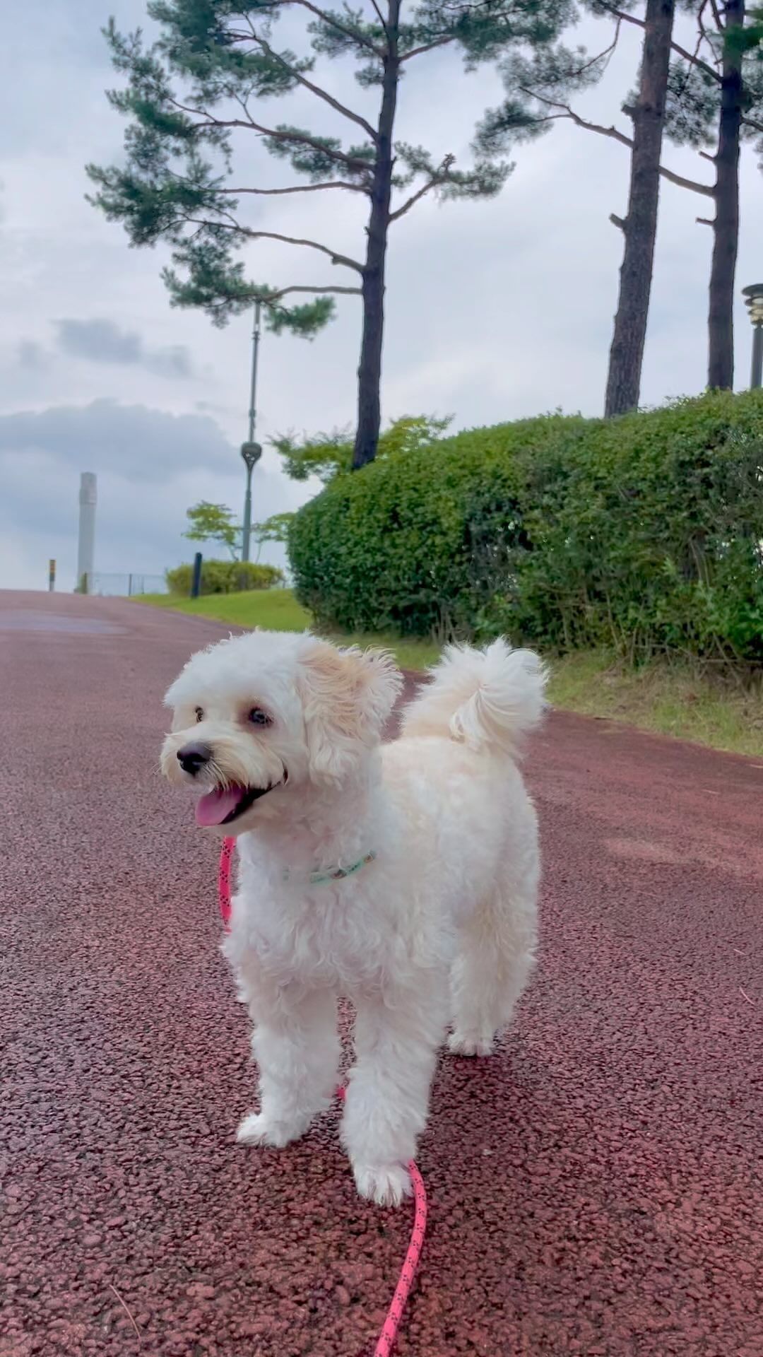 바람불고 비오기 직전 낙엽 또르르 굴러댕겨
낙엽사냥꾼 기분 쪼오아아아💨🍃🍃