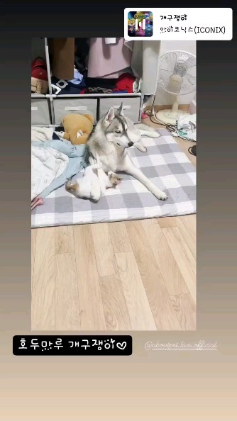 콘텐츠