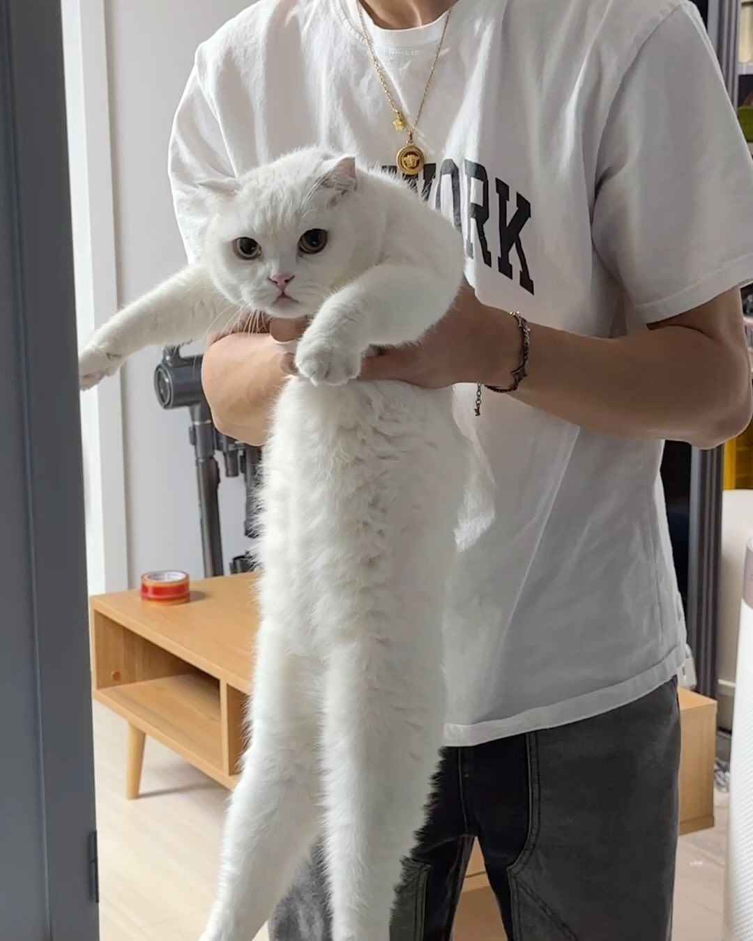우리 말숙이 자랑
#고양이 #냥집사 #치즈냥