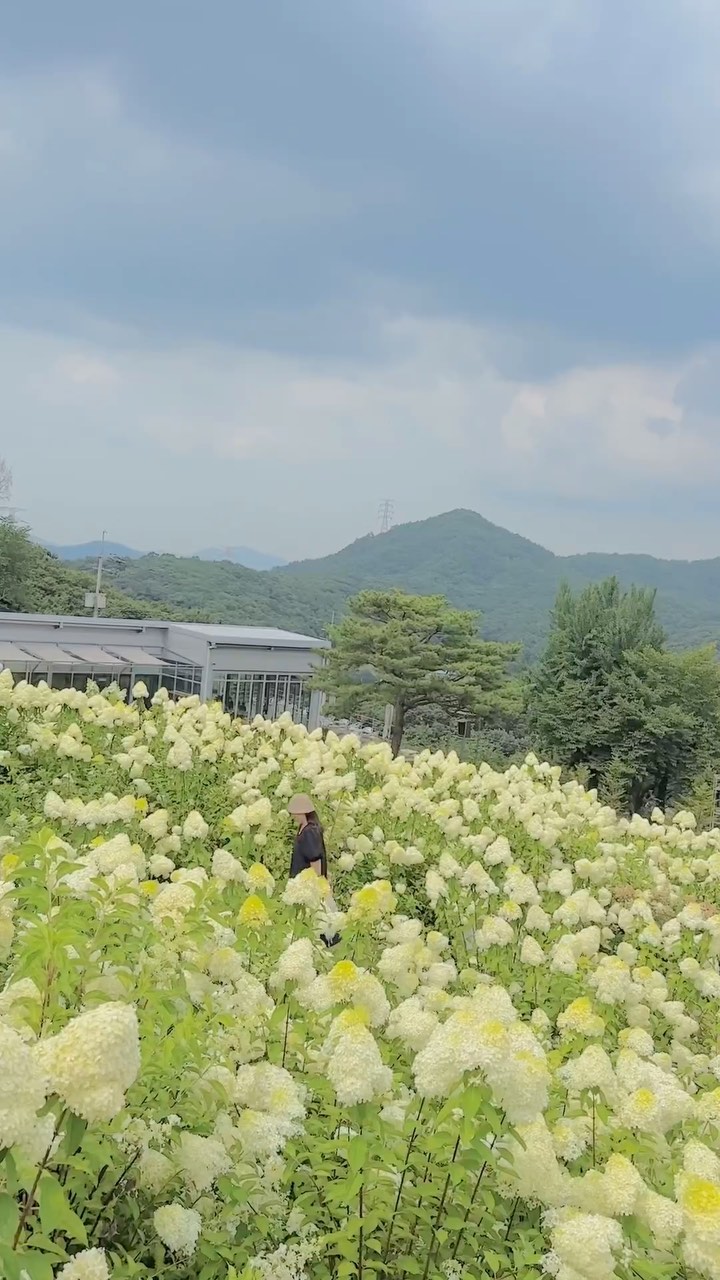 ✨

이렇게 크고 싱싱한 수국은 처음💚

#비루개