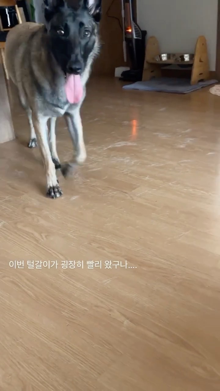 털갈이…. 완전할 노릇… 하루 7번 빗질…..🤦‍♀️
-
-

#말리노이즈 #마리노이즈 #말리누아 #벨지안말리노이즈 #벨지안말리누아 #부산말리노이즈 #부산강아지 #아기강아지 #댕댕이 #멍스타그램 #견스타그램 #댕스타그램 #펫스타그램 #반려인맞팔 #반려인소통 #애견인맞팔 #애견인소통  #산책 #산책스타그램 #론다 #ronda  #malinois #대형견 #belgianmalinois #BelgianShepherdMalinois #pet  #puppy #dogstagram #강아지 #dog