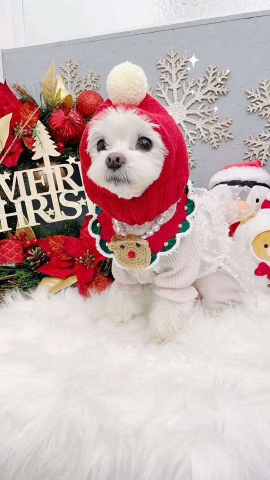 미리 크리스마스~🎄🎄🎄 #두부#말티즈