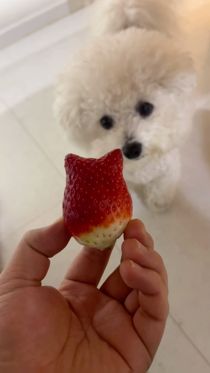 딸기마로 진화 🍓🍓

#딸기강아지 #강아지딸기 #비숑 #dogstagram #bichonfrise