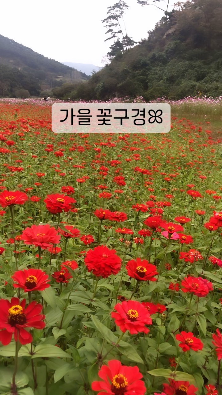 가을을 온전히 느끼고온 정읍 구절초축제🍂
아쉽게도 축제기간은 끝났지만 구절초는 지금 만개해서 너~~무 예뻐요💓
ꕤ코스모스
ꕤ구절초
ꕤ댑싸리
ꕤ억새
ꕤ백일홍 등등 가을 꽃구경하기 좋은 곳.
.
.
#구절초축제 #정읍축제 #전북가을축제 #정읍구절초축제 #대구출발당일여행 #대구출발버스여행 #대구출발버스투어 #대구출발당일투어 #진짜재미있는여행 #진재여 #가을축제 #가을꽃놀이 #정읍가볼만한곳 #정읍당일여행 #임실여행 #가을꽃