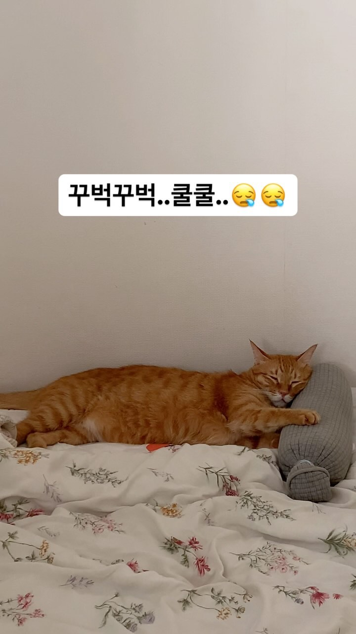 집샤 베개 베니 잠이 쏟아진다냥..😴😴#