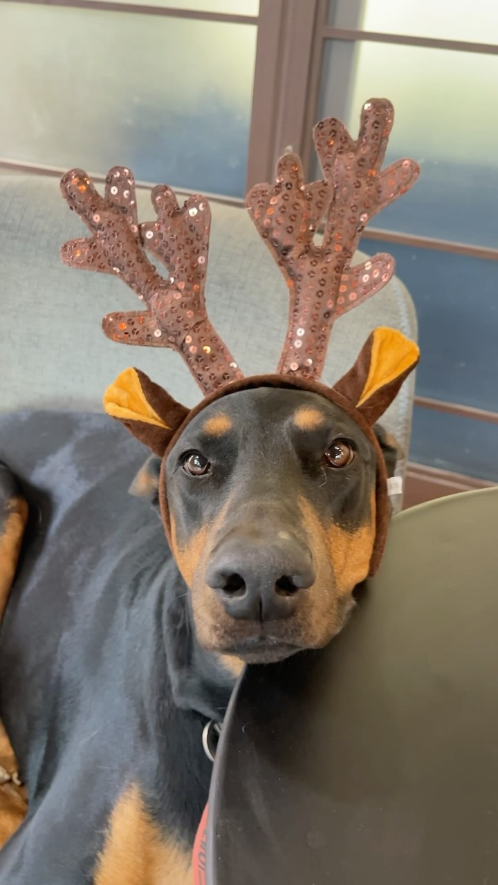 루돌푸가 된 이누인 댕댕이들

#dogs #cutedogs #christmasdog