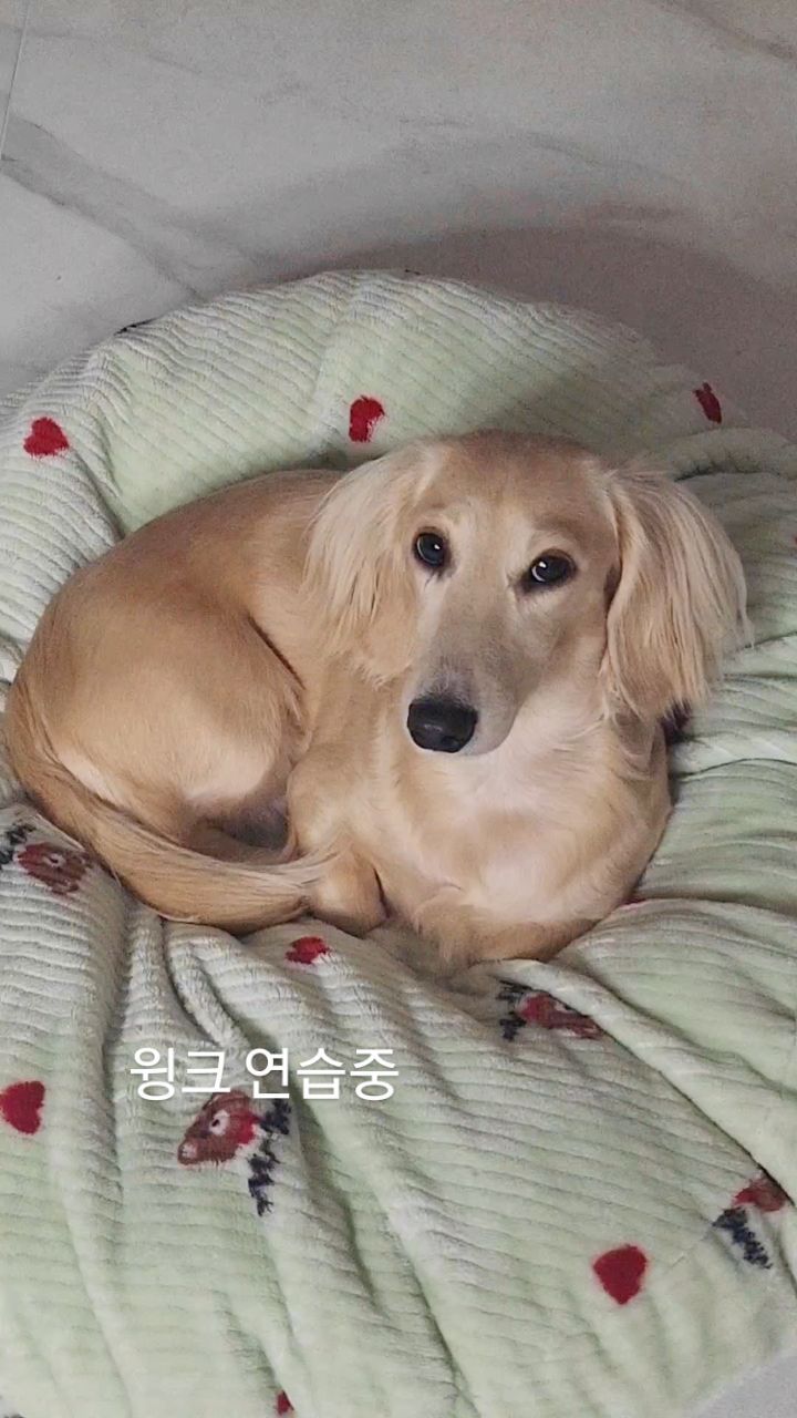 만두같은 튜브는 윙크연습 쭝!