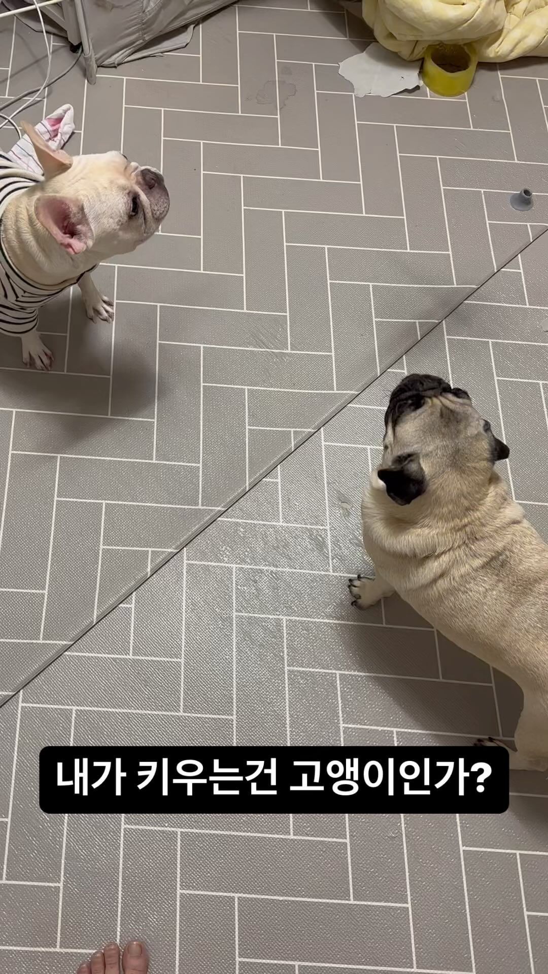 한파엔 역시 카샤카샤지;
#프렌치불독 #퍼그
#frenchbulldog #pug
#kashakasha #고양이