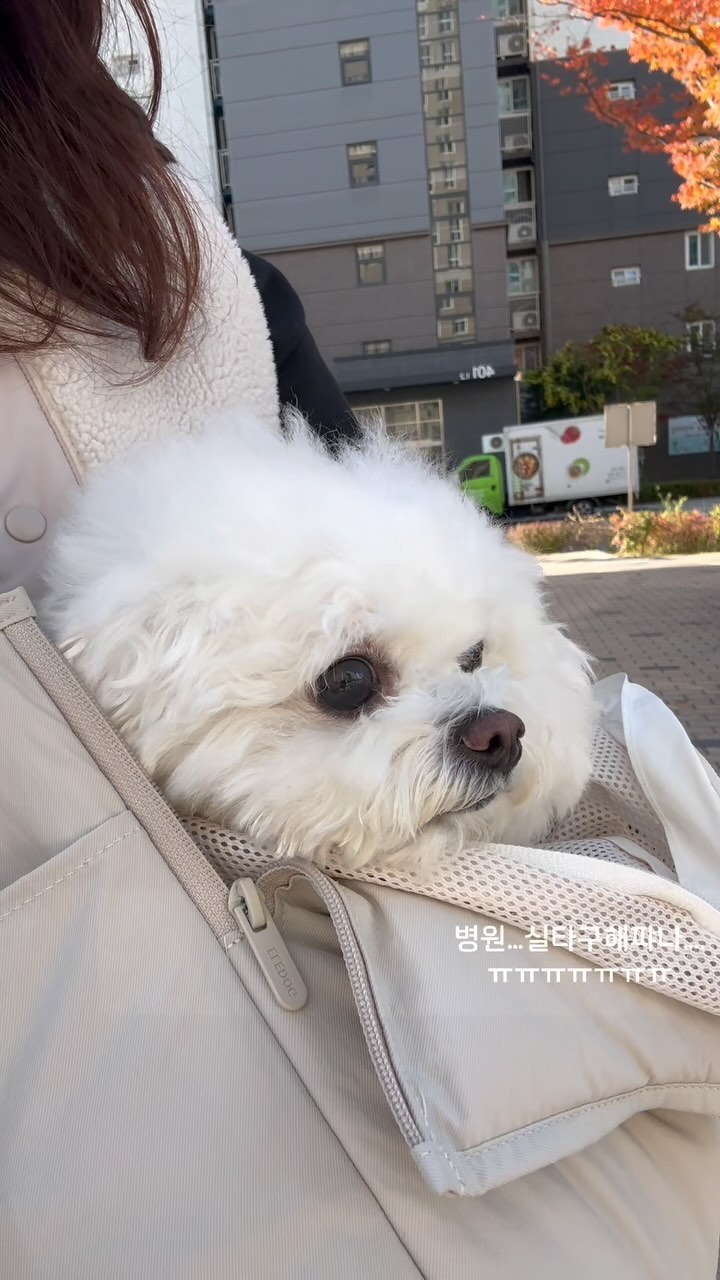 옴마…. 병원 실타고 해쨔나….
주사 실타니까!!!!😭😭😭😭

#예방접종 #주사가싫은강아지 #병원가기싫은강아지 #병원이시러요 #미니비숑여름이