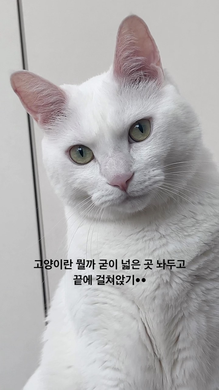 콘텐츠