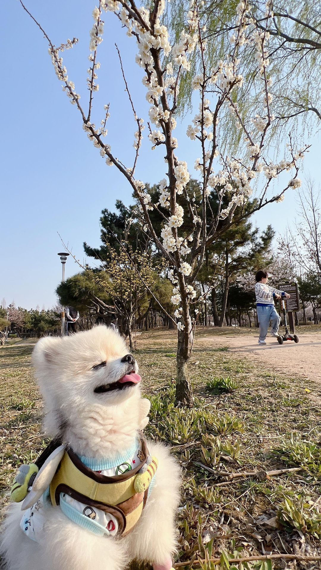 주말순삭🌸🌸
칭구들 주말 잘 보냇어?
우린 꽃개한번 찍겟다고 옴마가 괴롭혀서 넘무 피곤햇어😨😨😨
칭구들 꽃개보러 가야게따~~❤️❤️

#agabang❤️ #joy 

#피개행개 #기절 #행복스타그램 #주말나들이 #벚꽃🌸 #벚꽃스냅 #즐거운주말 #산책스타그램 #강아지일상 #강아지모델 #다둥이네 #포메 #제페니즈스피츠 #남매 #소통좋아요 #멍팔맞팔 #좋아요 #세젤귀 #세젤예 #내새끼들 #사랑둥이들 #instapuppy #instaspitz #instapoms