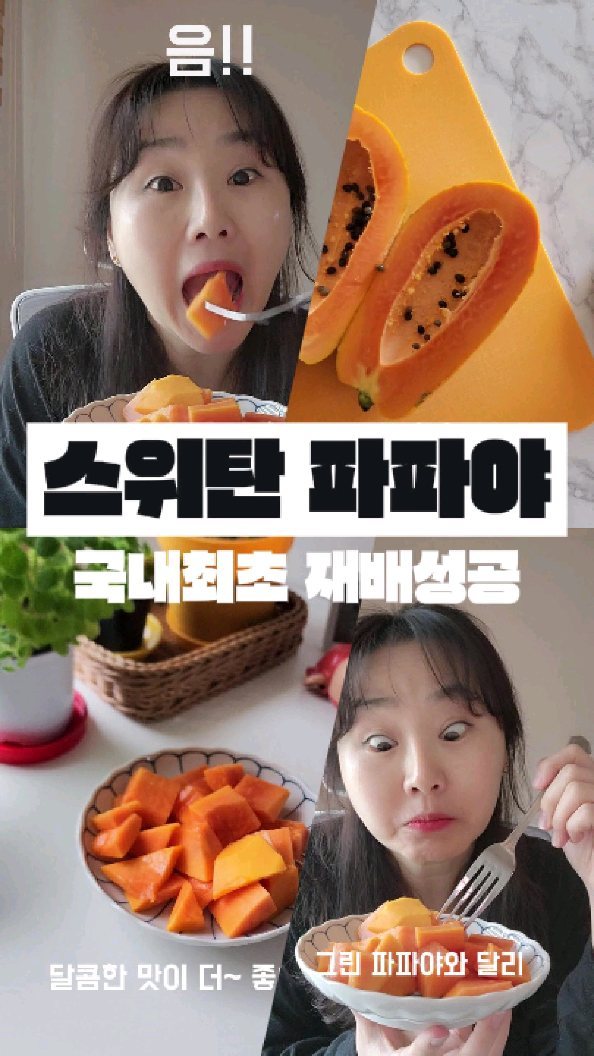 #광고

이제 한국에서도 파파야를 재배한다니!
신행 이후 파파야~ 오랜만이야♡
진짜 부드럽고 달달하고 입안에서 녹아 사라진다🤭

국내 최초 파파야 재배를 성공시킨 '스위탄'
친환경 신기술 스마트 팜으로 365일 일정한 맛과 품질 유지
맛있게 먹을 수 있도록 정성을 다하고 있다.
1% 최상급 품종인 스위탄,
싱싱한 열대 꽃 향이 나는 파파야를 골드타임에 수확!
완숙된 과일로 먹을 수 있다.

후숙해서 노랗고 말랑할 때 먹으니 정말 정말 달달하다!!

👍🏻 https://sweettan.co.kr/

#파파야#열대과일#과일먹방#스위탄 #파파야먹방 #국산파파야 #맛있는파파야 #국내열대과일 🥭