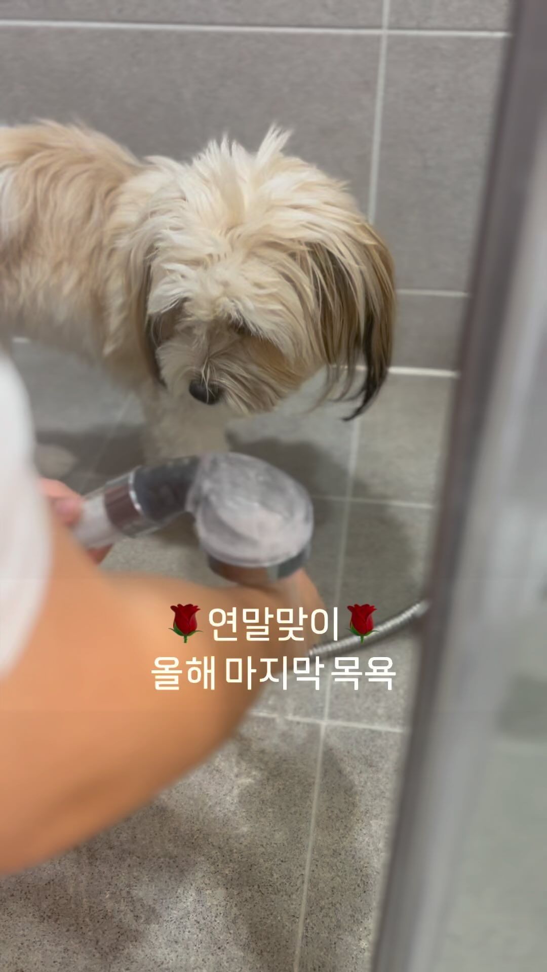 ✨미리하는 연말준비〰️🌹✨

2달 가까이 목욕 안 하니까 냄새가 숙성됨(?)
원래는 드라이도 아리가 싫어해서 반만 말리고 
내보내는데 겨울이라 감기걸릴까 바짝 말림

목욕 전에 빗질을 안 해서(까먹음)
엉킨 털이 좀 있었지만 다행히 며칠 전에 한번 
풀어줬어서 오늘은 수월하게 빗질성공✅

수건은 여러분 속는 셈치고 사서 써보세효,,
완전 신세계🥹🌎묭학원 다닐때 학원에서 산건데
스펀지라서 물기 짜고 다시 닦으면 되니까 1장으로 
물기 쫙 빼기 쌉가넝〰️
네이버에 습식수건 치면 나오니까 꼭 써보세요!! 

#드디어 #목욕