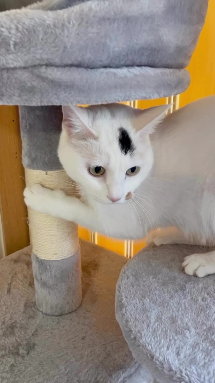 우리집 #고양이 윤엽찌♥️