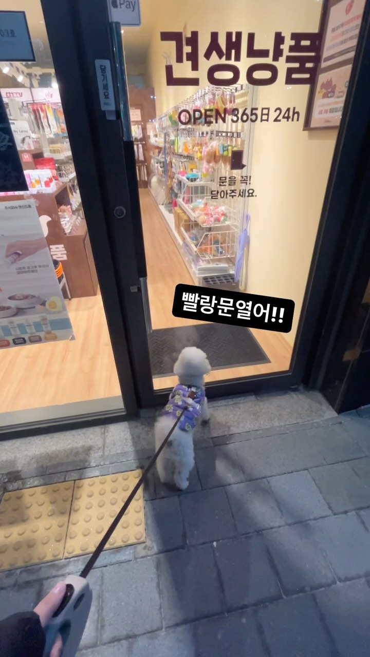 #짱구 #여짱구 #산책 
#장난감 #견생냥품