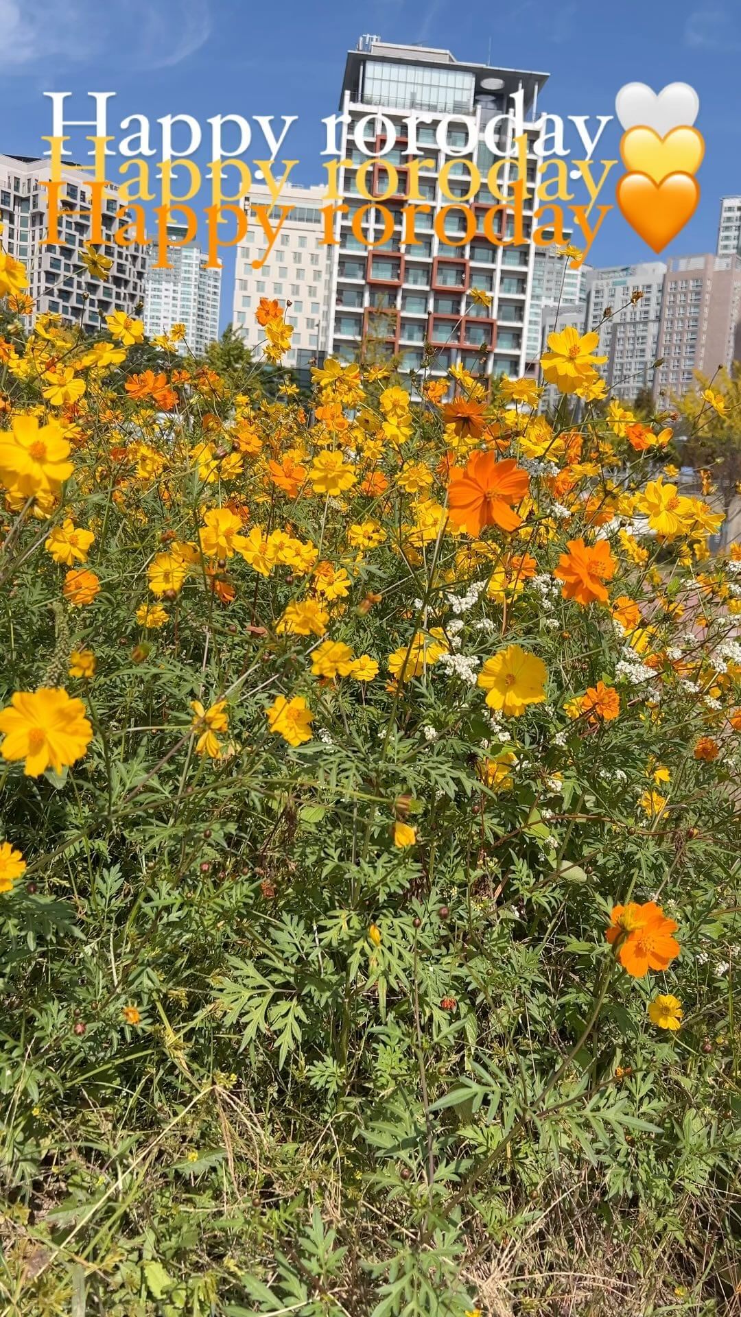 Roro day🤍🧡💛
항상 매일 함께 하고 싶다고 말해줘서 
고맙고 미안하고 감사한 우리 아들딸

아빠랑 엄마랑 행복한 추억 많이 많이 만들자
너희가 있어서 힘들어도 버티고 
아빠엄마에게 행복한 의지가 되어주는 로하 로희야
5살 4살의 생일을 너무너무 축하하고
아빠엄만 로하로희가 건강하게 예의바르고 
착한 모든 일에 1등보다 최선을 다하는 
아이로 커주길바래 
거기에 충족될수있게 우리도 너희에게 
노력하고 보듬어 줄수있는 선한 부모가 될께😉

로하,로희야 사랑해💛🧡🤍

#코스모스