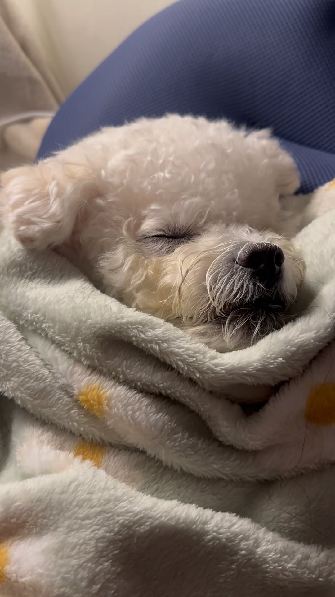 애미가 또 지라리구낭 ZzZzZZz