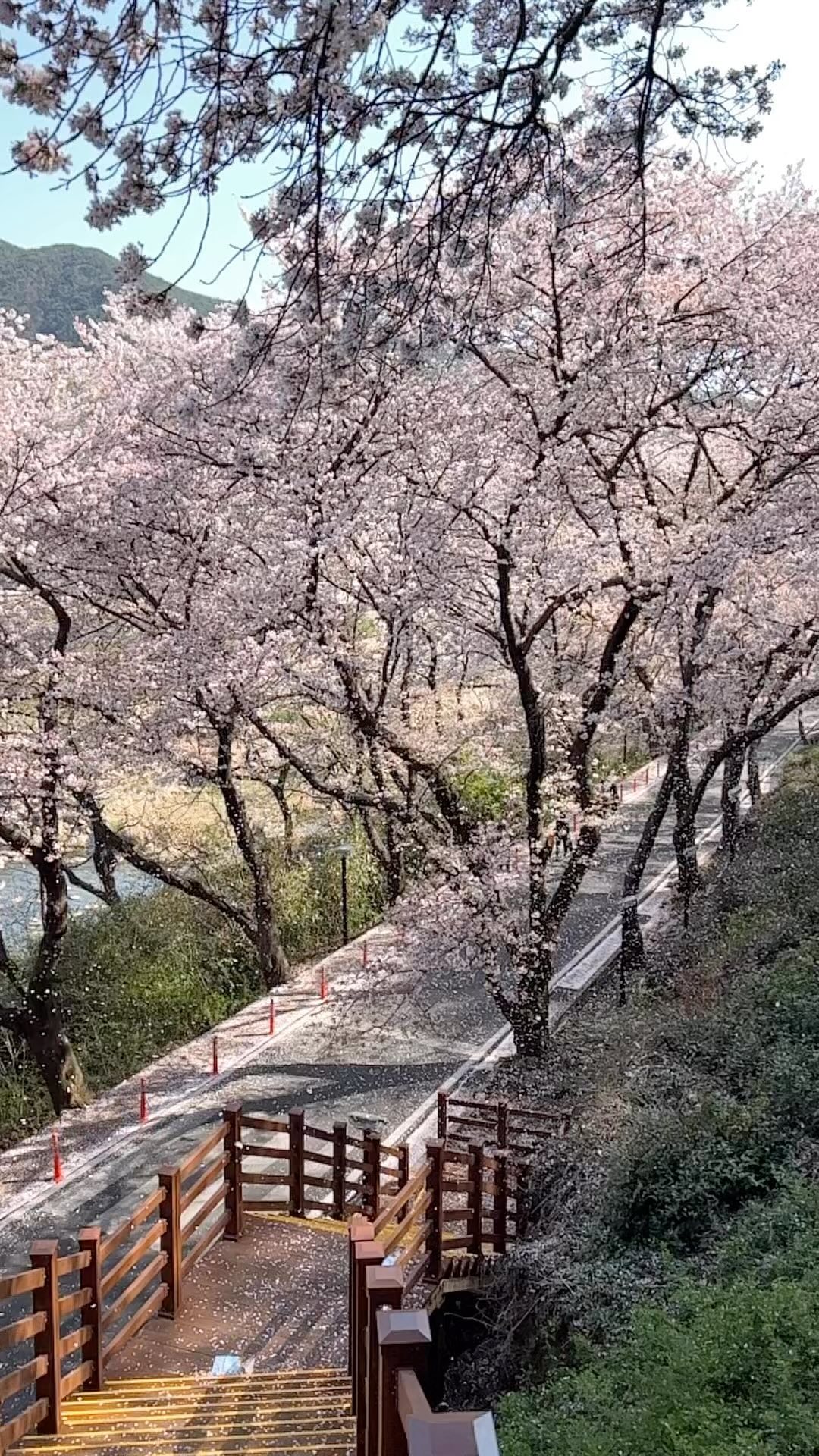 하늘에서 꽃비가 내려와🌸