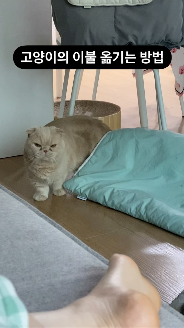 소라게 같은 소라냥🐚🐈
똑똑이 망태의 이불 옮기는 방법 보셥셔요☺️
(망찌 눠있다가 화들짝하는거 넘귀🥹)