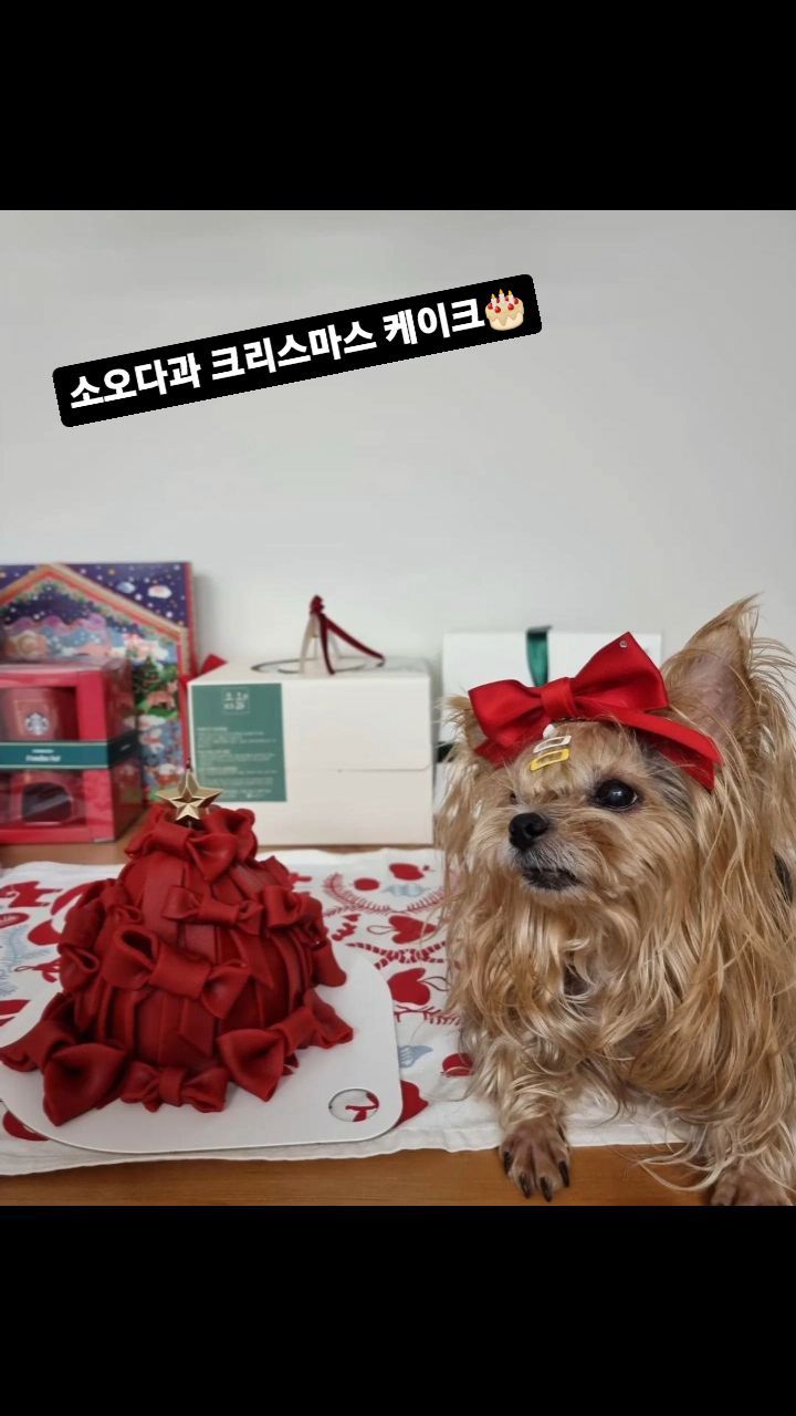 부천 떡케이크집 추천 소오다과

#소오다과 #크리스마스 #돌잔치답례품
#부천떡케이크 #연말케이크
#부천답례#앙금케이크 #부천떡케익#부천맛집
#역곡떡케이크#크리스마스케이크
#bakery #cake #スイーツ #l4l#daily#맞팔 #f4f#lfl #팔로우#likeforfollow #like4like #followback#좋아요#like #mukbang#selfie #dessert
