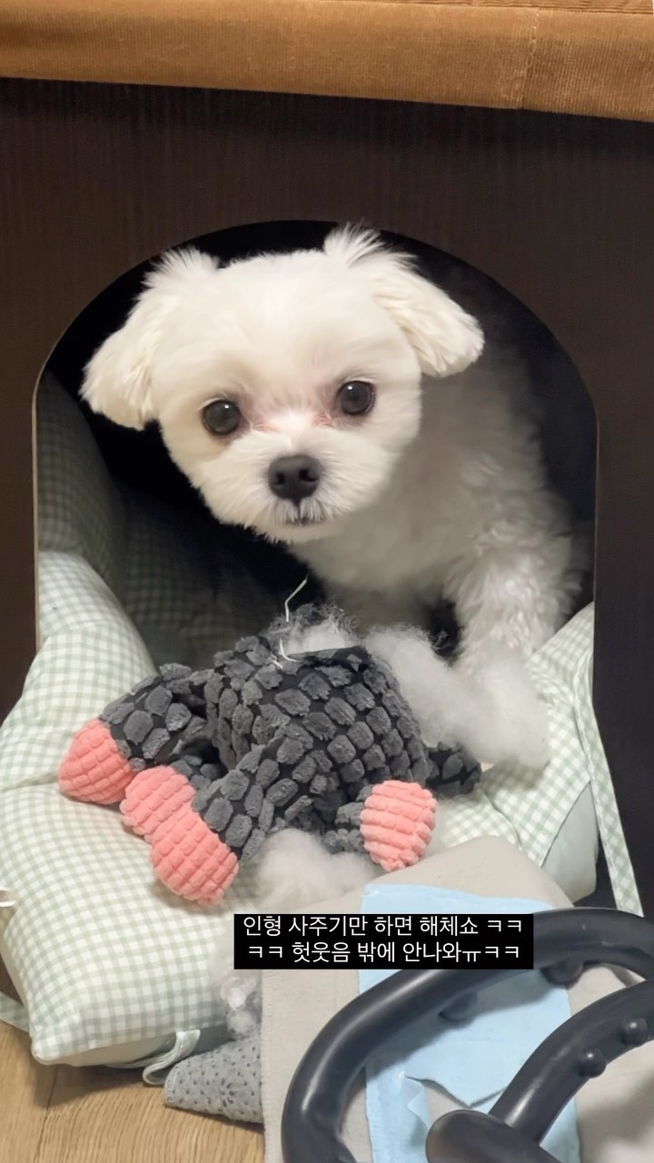 해체쇼 관람료 2000원